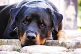 Best Foods for a Rottweiler with Diarrhea