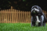 Best Foods for a Shih Tzu with Arthritis