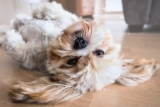 Best Foods for a Shih Tzu with Diarrhea