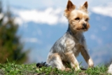 Best Foods for a Yorkie with Arthritis