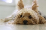 Best Foods for a Yorkie with Diarrhea
