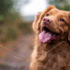 11 Ancient Dog Breeds With Rich Cultural Histories
