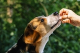 Best Pill Pockets for Beagles
