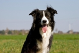 Best Pill Pockets for Border Collies