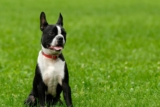 Best Pill Pockets for Boston Terriers