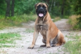 Best Pill Pockets for Bullmastiffs