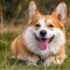 Signs Your Dog is Going to Live Long, Healthy, and Sharp: 3 Simple Tests