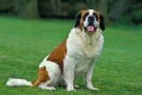 Best Pill Pockets for Saint Bernards