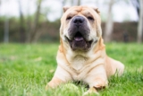 Best Pill Pockets for Shar Peis