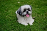 Best Pill Pockets for Shih Tzus
