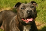 Best Pill Pockets for Staffordshire Bull Terriers
