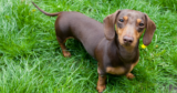 Best Probiotics for Dachshunds – iHeartDogs.com