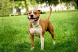 Best Puppy Dog Foods for American Staffordshire Terriers