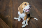Best Puppy Dog Foods for Beagles