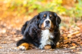 Best Puppy Dog Foods for Bernese Mountain Dogs
