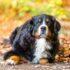 The Best Dehydrated Dog Foods for Basset Hounds