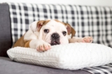 Best Puppy Dog Foods for Bulldogs