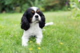 Best Puppy Dog Foods for Cavaliers