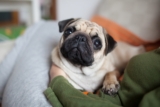 Best Puppy Dog Foods for Pugs