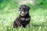 Best Puppy Dog Foods for Schnauzers