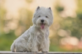 Best Puppy Dog Foods for Westies