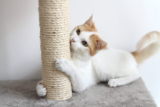 Best scratching posts and cat trees