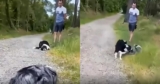 Border Collie And Aussie Meet On A Trail— Then Instinct Takes Over