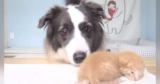 Border Collie with the ‘Gentlest’ Eyes Warms Hearts as He Meets His Tiny Kitten Brother