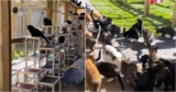 Caged Cats ‘Light Up’ When They Feel Grass Beneath Their Feet