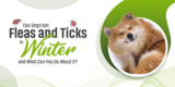 Can Dogs Get Fleas and Ticks in Winter, and What Can You Do About it?