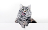 Can cats drink milk? | Animal Wellness Magazine