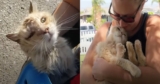 Cat Abandoned by First Owners on the Street Can’t Stop Giving New Mom Nose Kisses