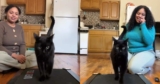 Cat Discovers the Treadmill and Accidentally Starts a Fitness Journey
