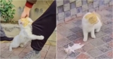 Cat Drags Man By His Pants To Her Unconscious Kitten