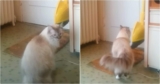 Cat Excitedly Waits For Soldier-Dad To Walk Through The Door