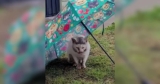 Cat Found in the Rain Was Suffering Quietly With a Chicken Bone Lodged in His Mouth