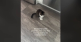 Cat Has Breakfast Alone for the First Time After Her Sister Passed Away