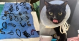 Cat Rescued Just In Time After Vets Discover 26 Hair Ties Causing Blockage