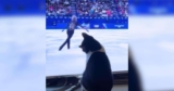 Cats Are Taking the Gold When It Comes to Catching Olympic Lugers on TV