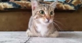 Cat’s Hilarious Reaction to Watching a Horror Movie Will Leave You in Stitches