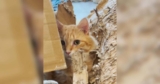Cat’s Shredded Moving Box Reveals the Sweetest Truth About Trust