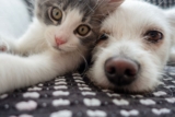Cats or Dogs: Who Really Wins the Battle of Intelligence?