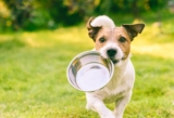 Celebrate Responsible Dog Ownership Month with These 35 Amazon Essentials