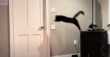 Clever Cat Makes a Bold Leap to Open Door