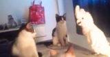 Cockatoo Nails Hilarious ‘Spot-On’ Impression of Cat Brother