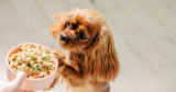 Company Researches 3,009 Dog Food Formulas And Finds ONLY 593 To Be Satisfactory