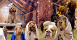 Daycare Dogs Recreate Nativity Scene in Full Costume