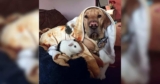 Dog Adopts Guinea Pig Habits and Steals the Show