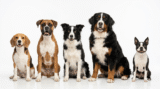 Dog Breeds That Start With B (2026): 25 Breeds You’ll Love