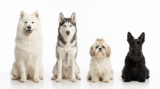 Dog Breeds That Start With S (2026): 25 Breeds Worth Knowing